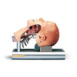 ��ܲ��Ӗ��ģ��