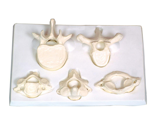 ����С��i���ء���׵�Ŵ�