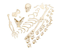 ���w����ɢ��ģ��