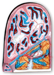 Ƣ�K�Y��ģ��