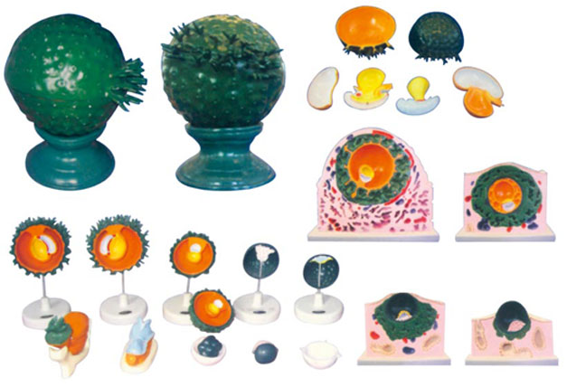 ����ֲ���^�̼�̥Ĥ�l����6������