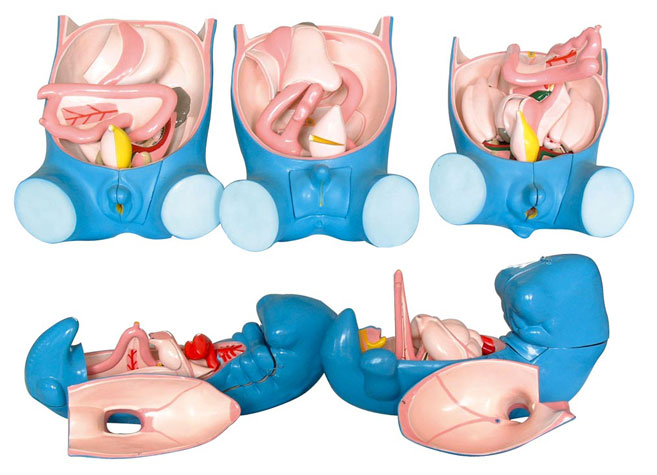 ��������������������ֳ���wǻ�l����5������