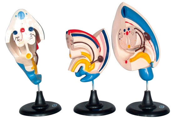 ����ϵ�y�l��ģ��