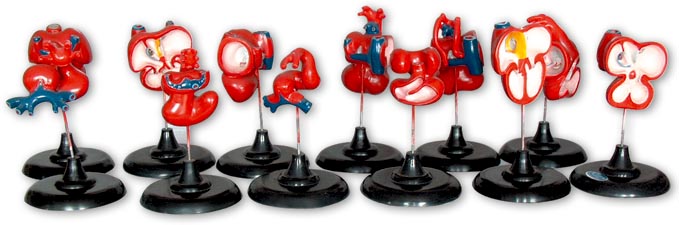 ���K�l����ÿ��12ֻ��