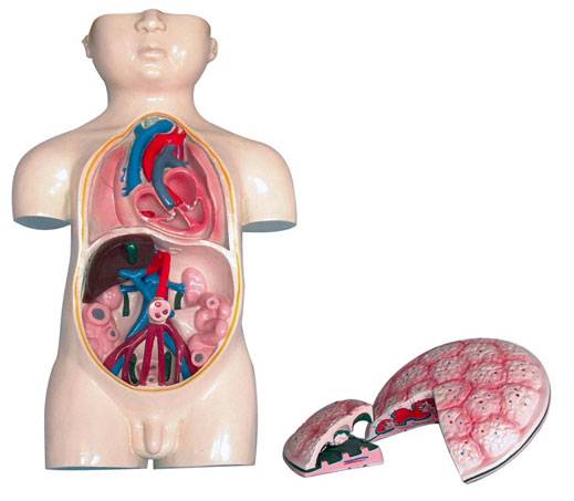 ̥��ѪҺѭ�h��̥�Pģ�ͣ�3������