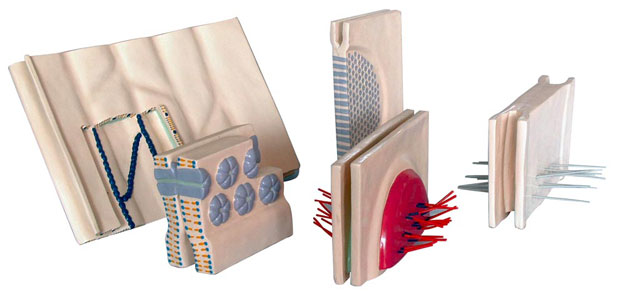 ��Ƥ�����Ă����B�ӣ�5������