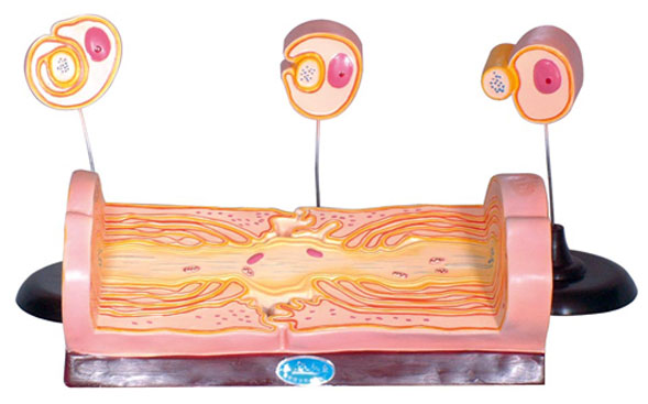 �܇����w�S���ʵİl���������w�S�ĳ�΢�Y��