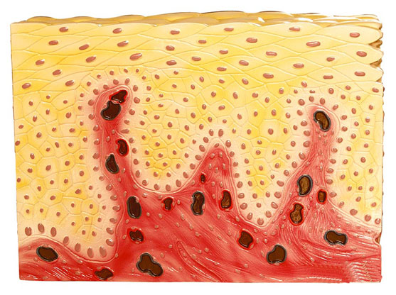 �͌ӱ�ƽ��Ƥ�M��