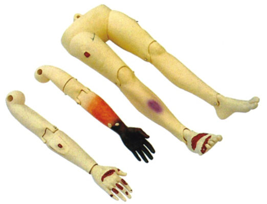 �߼�������֫ģ��