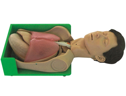 ͸��ϴθ��θ�c�p������˜ʻ�����