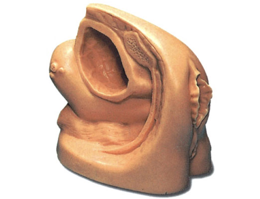 �߼�Ů�Ԍ�������ֳ��ģ��