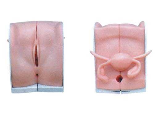 �߼�Ů�Ա�����ָ��ģ��