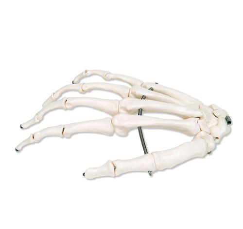 �ֹ��������P䓽z�o�B����