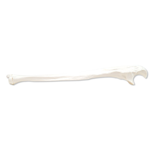 �߹�����