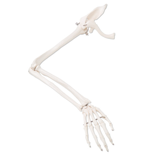 �۹Ǹ�,���м��ιǺ��i������