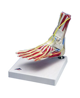 ���A�����c��ģ��