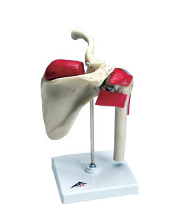 �\�Ӽ�ģ��