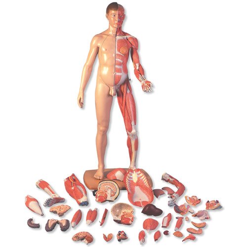 3B Scientific���˴�С���ԚW�����w�����ģ����39����