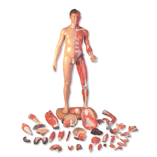 3B Scientific���˴�С���ԁ������w�����ģ����39����