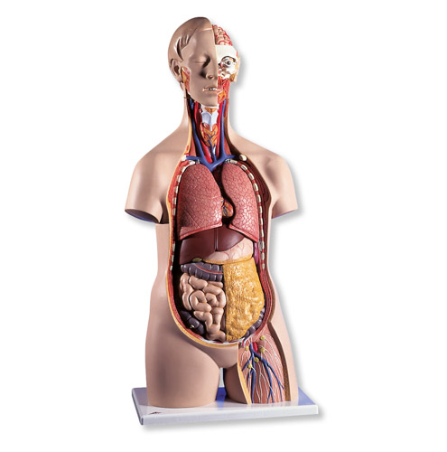 ����o���|��ģ�ͣ�14����