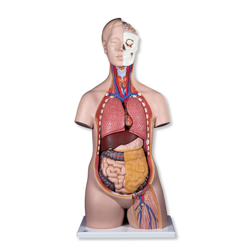 �˜ʟo���|��ģ�ͣ�12����