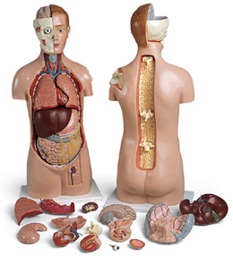 �o���|��ģ�����^�̶��������_�ţ�17����