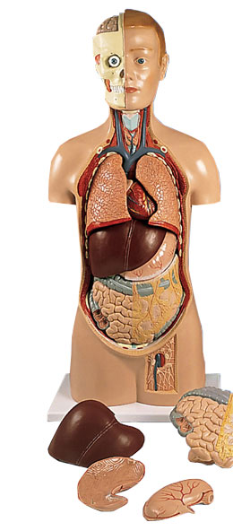 �o���|��ģ�����^�̶���11����