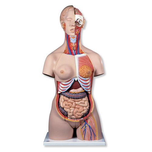 Ů�Ժ��A���|��ģ�ͣ����^����20����