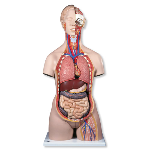 ���A�̓����|��ģ�������_�ţ�28����