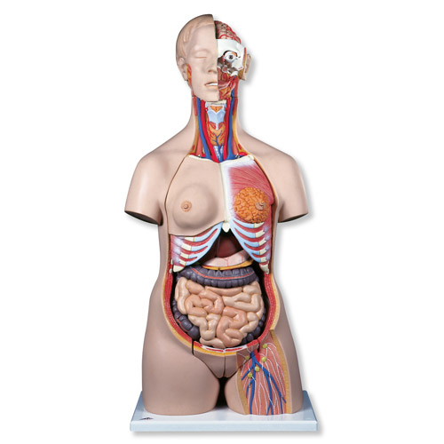 ���A�̓����|��ģ����24����