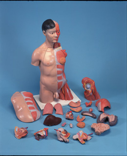 ���A�̓��ԁ����ˎ�������|��ģ����33����