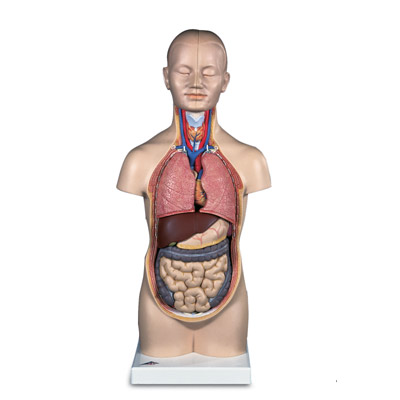 С���|��ģ����12����