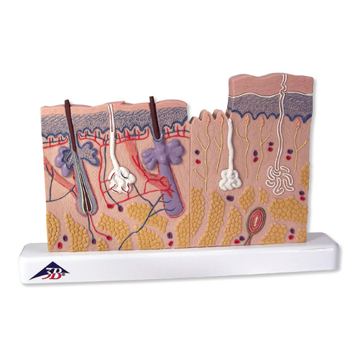 Ƥ�w����ģ���������40��