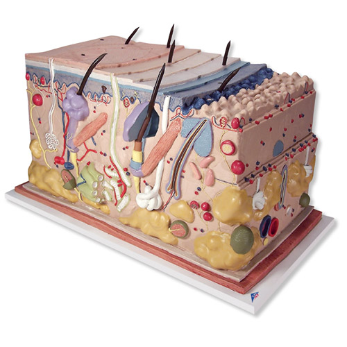 Ƥ�w���K�� ģ���������70��