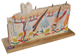 ���в�ͬ�A�Ο�����Ƥ�wģ�ͣ������75��