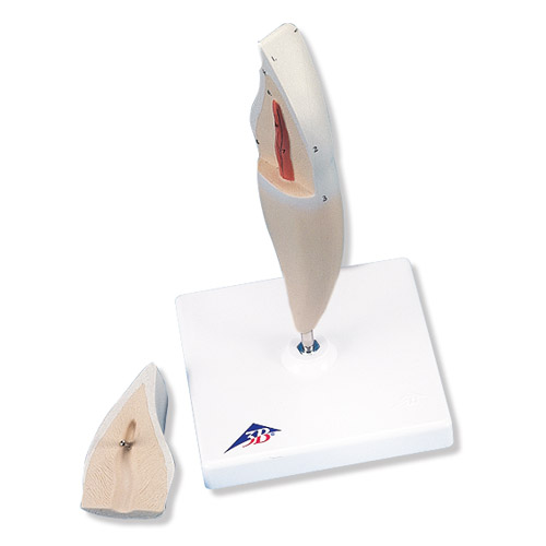 ���M���X�� 2����