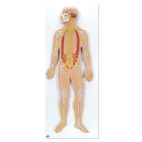 ��ϵ�yģ���������1/2