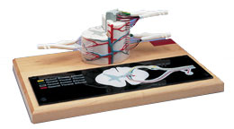 ����ģ���������6��