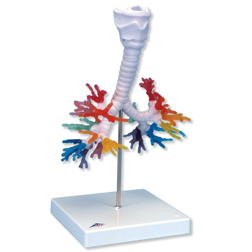 CT֧��܎��ʺ�