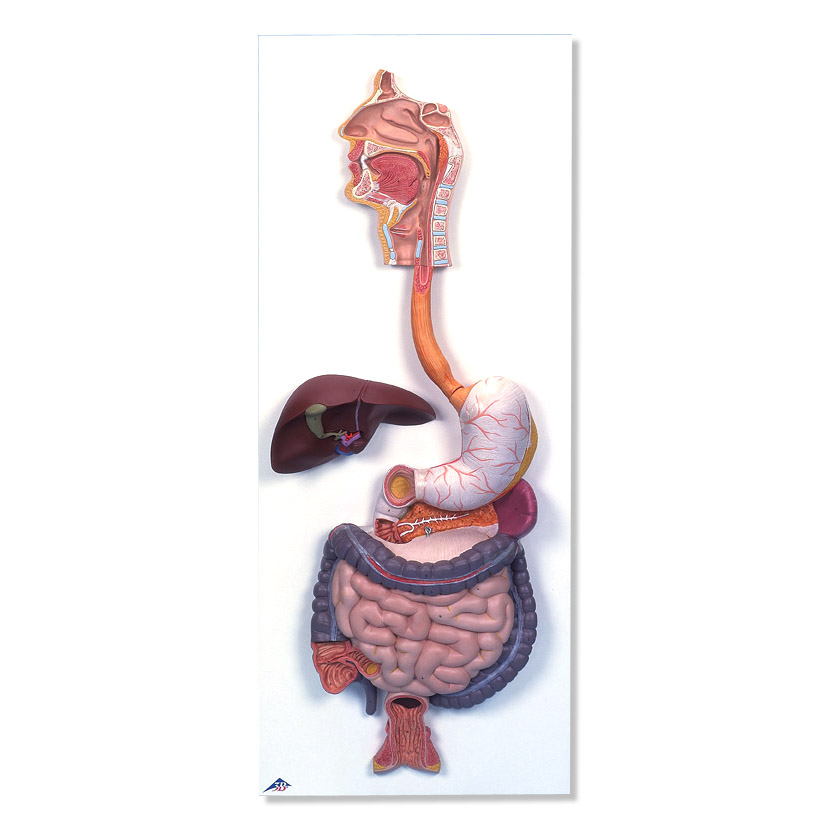 ����ϵ�yģ����2����