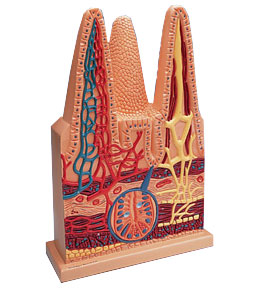 �c�qëģ���������100��