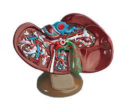 ��đģ���������1.5��