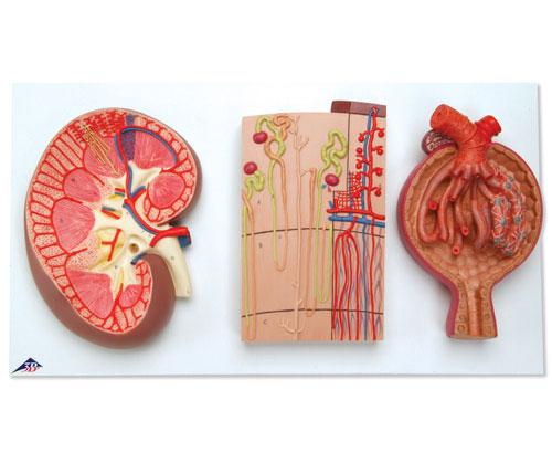 �I�������I��λ��Ѫ�ܺ��IС�wģ��