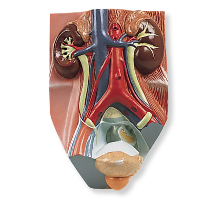 ��������ϵ�yģ�ͣ������0.75��