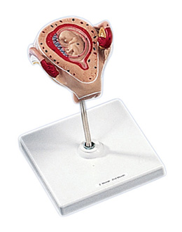 �ڶ�������̥