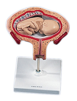 ���傀��̥������λ