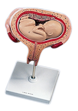 ���傀��̥�������Pλ