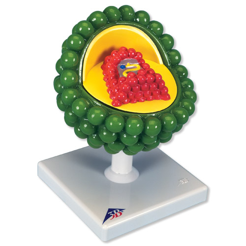 ���̲���ģ��