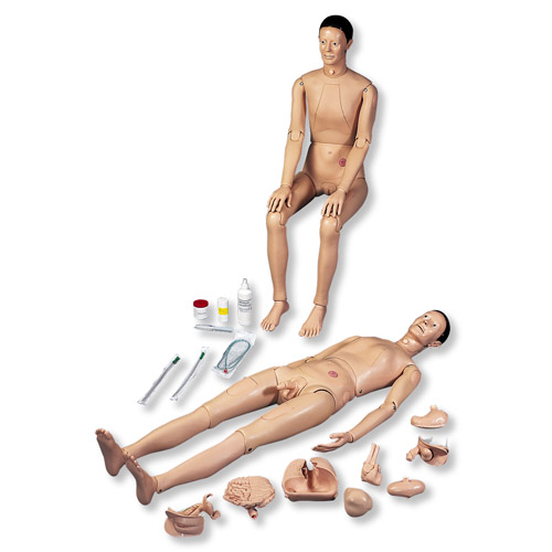 3B Scientific�����o��ģ��I